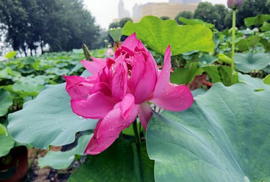 荷花
