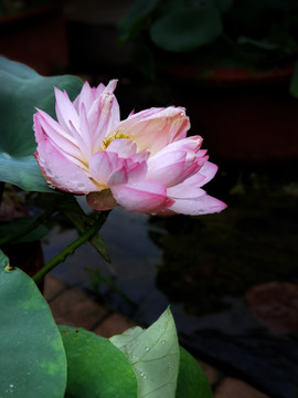 荷花
