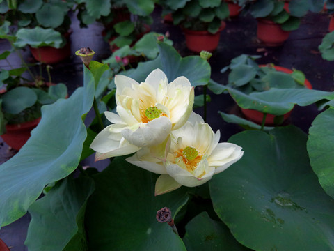 荷花