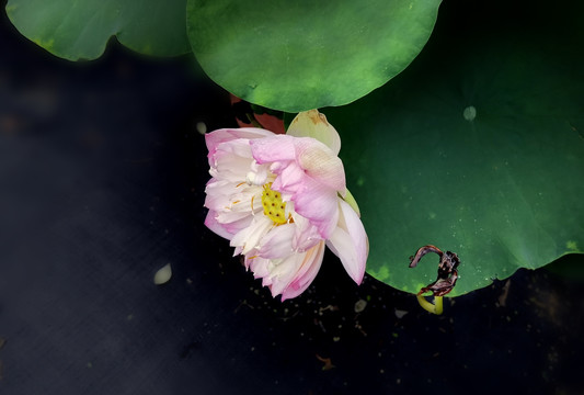 荷花