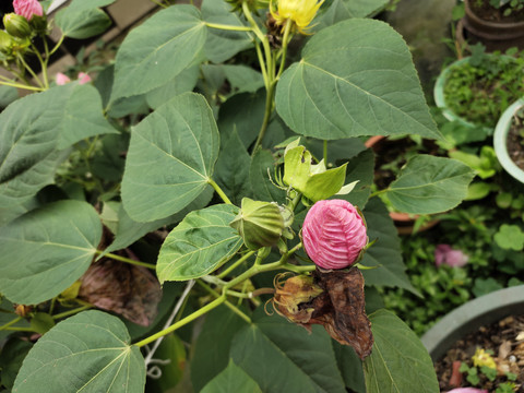 芙蓉葵花苞特写