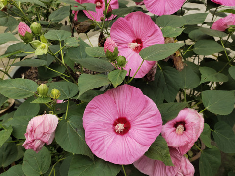 芙蓉葵花与花苞