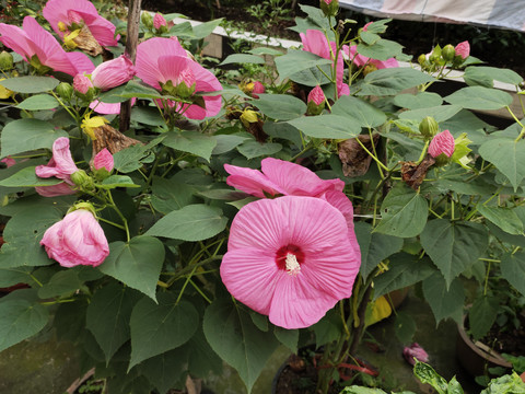 盛开的草芙蓉