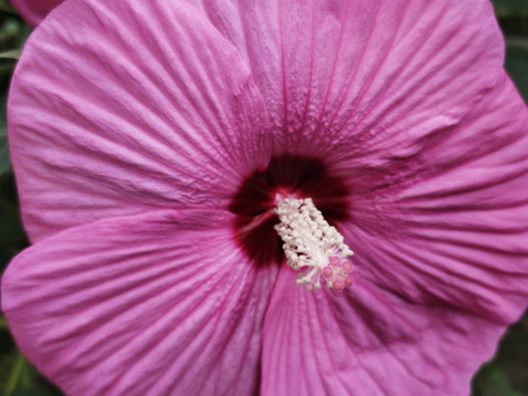 芙蓉葵花儿局部特写