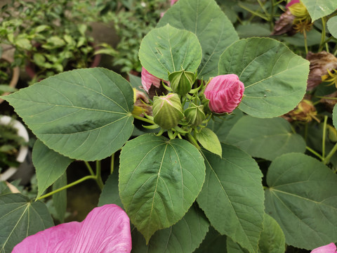 芙蓉葵花苞与绿叶