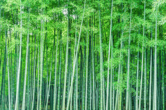绿竹林竹子竹杆