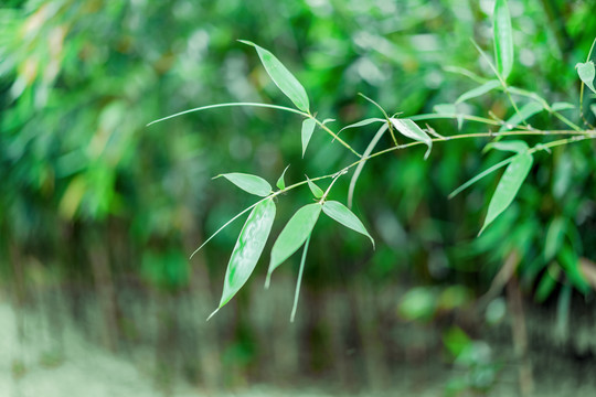 绿竹林竹叶