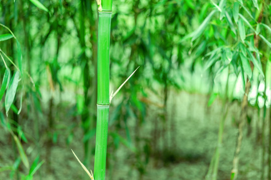 绿竹林竹子
