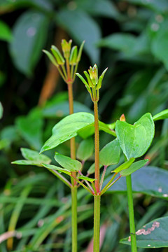 茜草