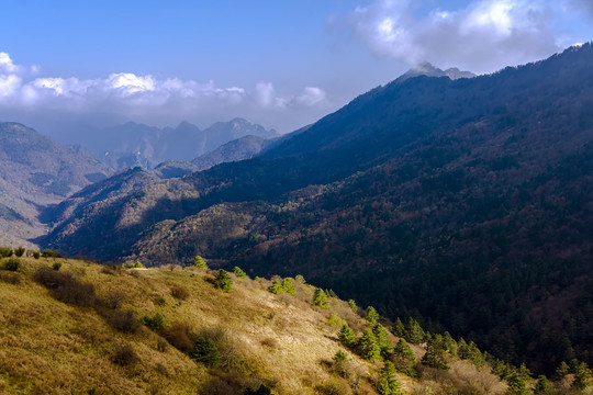神农架森林风光