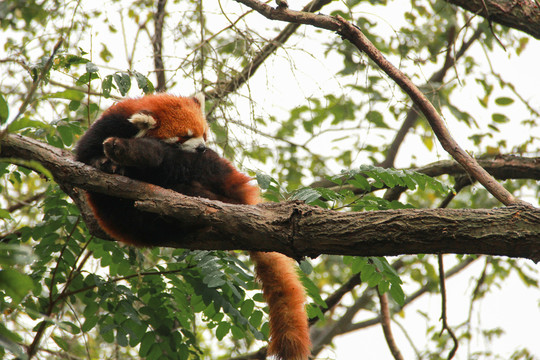 趴在树上睡觉的小熊猫