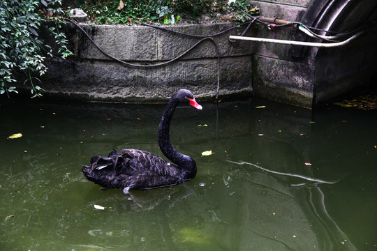 水里游动的黑天鹅