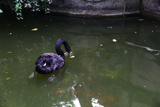 水里游动的黑天鹅