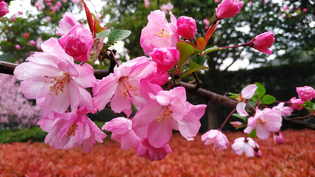 海棠花