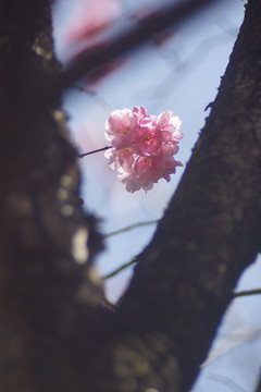 樱花