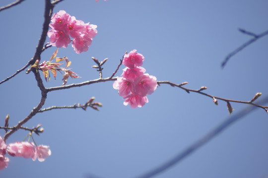 樱花