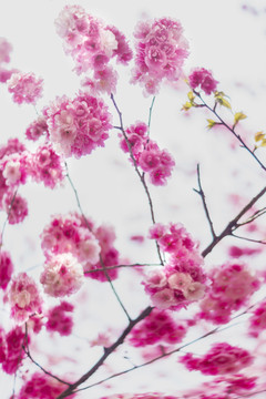 樱花