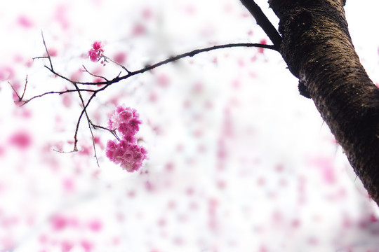 樱花
