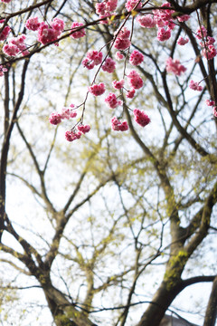 樱花