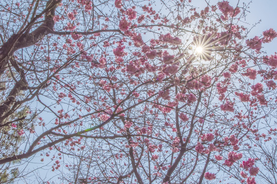 樱花