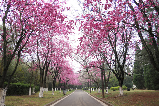 樱花