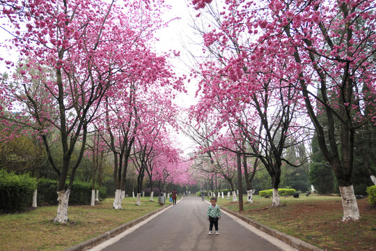 樱花