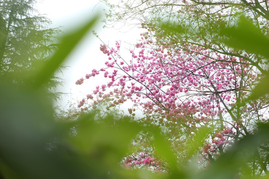 樱花