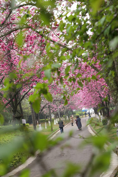 樱花