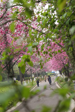 樱花樱桃花