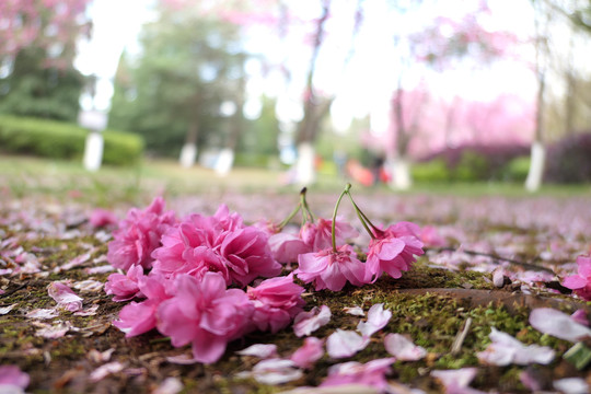 樱花樱桃花