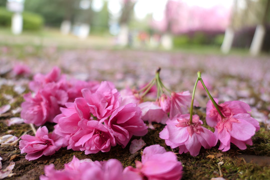 樱花樱桃花