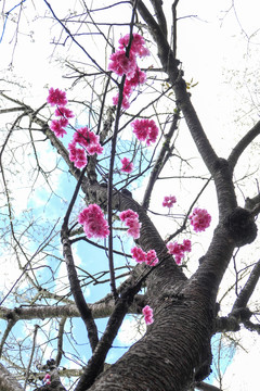 樱花樱桃花