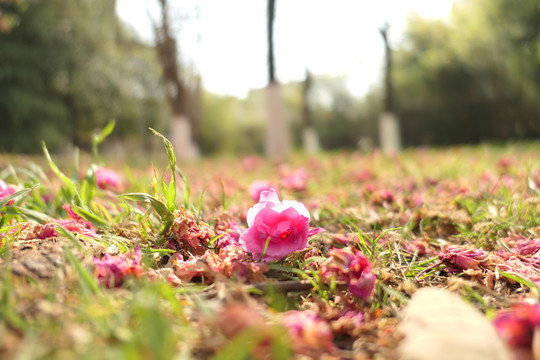 樱花樱桃花