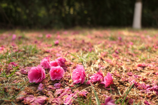 樱花樱桃花