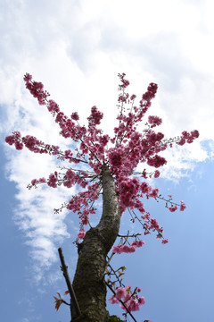 校园樱花