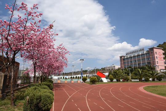 校园樱花