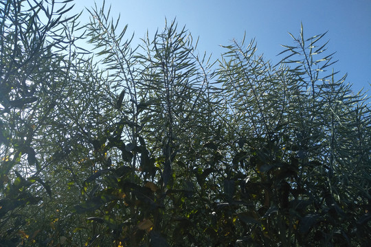 金色油菜籽
