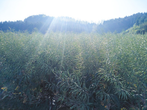 金色油菜籽