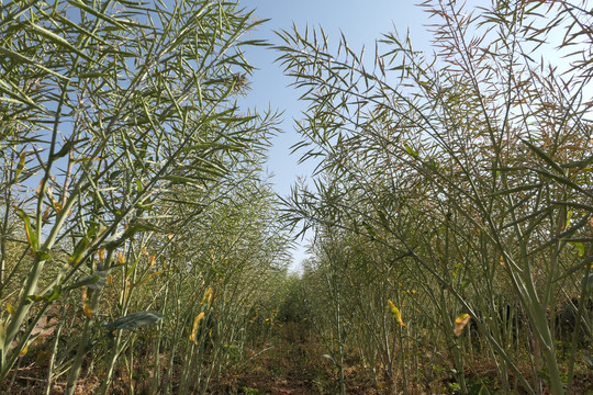 金色油菜籽