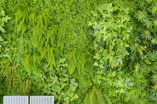 垂直绿化花草装饰墙