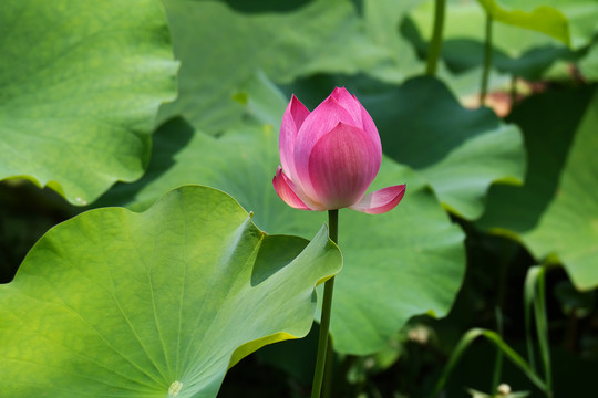 荷花花蕾