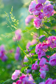 蔷薇花园光影