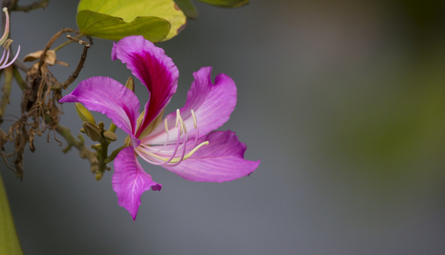 紫荆花