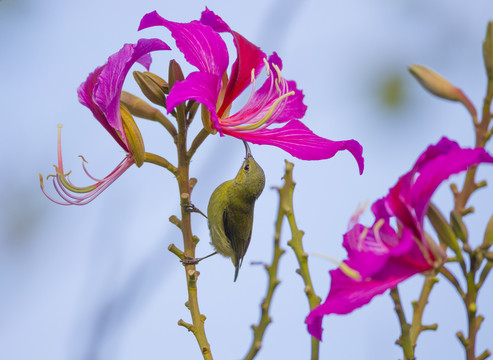 花鸟