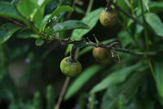 青色的茶树果实