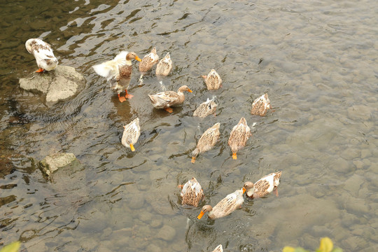 溪流中的鸭子
