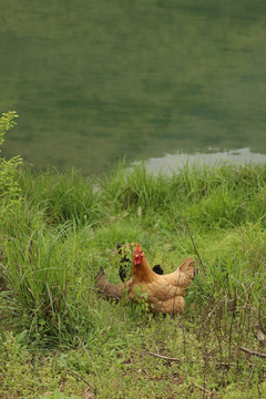 河边草丛里的鸡