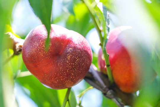 果园里成熟的油桃