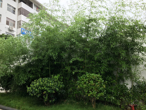 小区绿化植物竹子