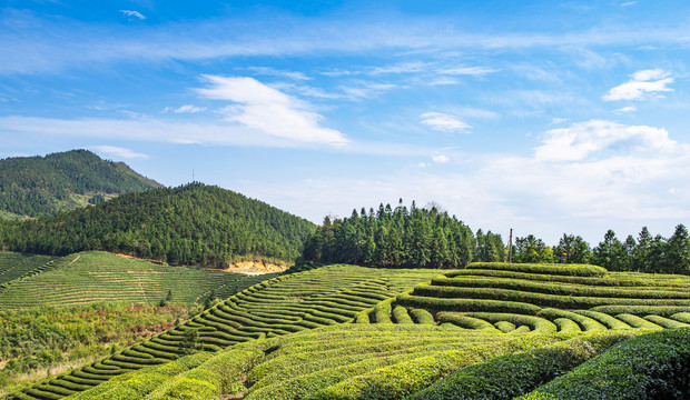 高山茶园